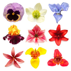 Flowers head collection of beautiful hellebore, pansy, tigridia, amaryllis, iris, lily isolated on white background. Card. Easter. Spring time set. Flat lay, top view