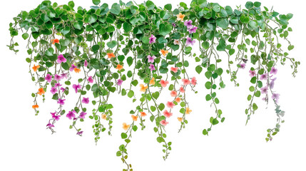 Green leaves ivy vines hanging down isolated on transparent white background, clipping path