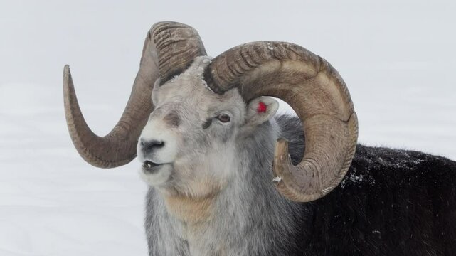 Ovis Dalli Or Thinhorn Sheep Close Up, Whitehorse, Yukon, Canada