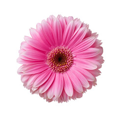 Vibrant Pink Flower with Delicate Petals