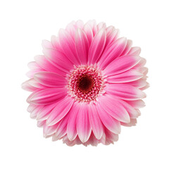 Vibrant Pink Flower with Delicate Petals
