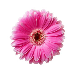 Vibrant Pink Flower with Delicate Petals