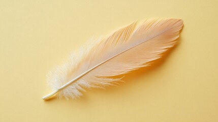 Obraz premium Pale feather rests on a yellow background