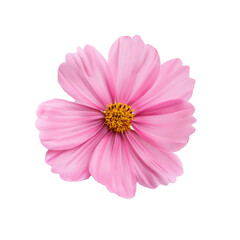 Pink Flower with Yellow Center on White Background