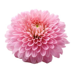 Vibrant Pink Flower on White Background