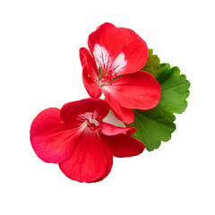Vibrant Red Geranium Flowers on White Background