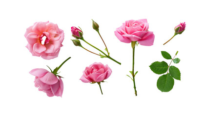 Various Pink Roses and Buds on White Background