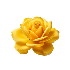 Beautiful Yellow Flower on White Background