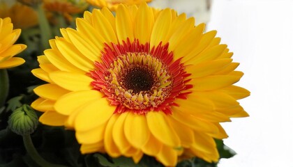 Vibrant yellow gerbera daisy with a red center.