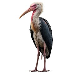 Obraz premium majestic Stork. Crane Bird On White, Stork On White , Fish Hunting Bird. Stork isolated on white background.