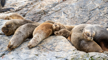Naklejka premium sleeping sea lions photographed in ushaia argentina