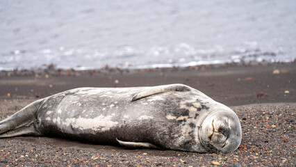 Weddell Sea lion in deception bay antarctica © Robin
