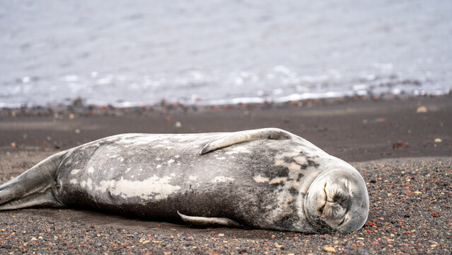 Weddell Sea lion in deception bay antarctica