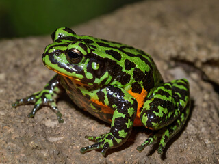 Fototapeta premium green frog in the stone