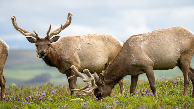 Tule elk grazing on plants in tomales