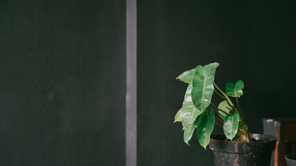 Zen Corner: Minimalist Palm Design