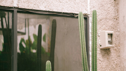 Urban Jungle: Window Frames in Green