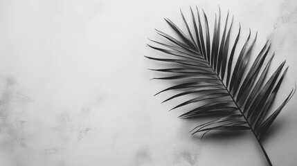 Obraz premium Single Palm Frond on a Light Gray Background
