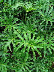 close up of plant