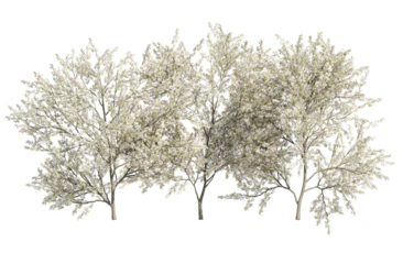 blackthorn bushes isolated on transparant background. 3d rendering