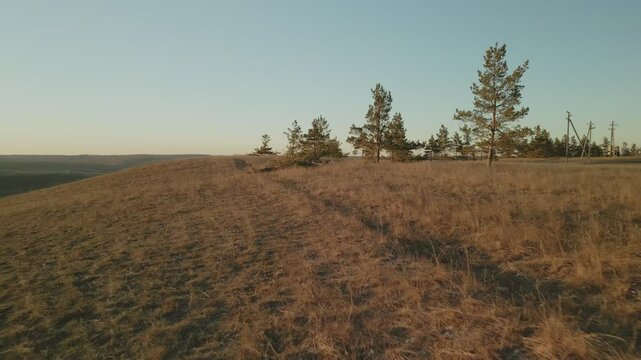 Autumnal landscape showing pine trees on dry hilltop at sunset
