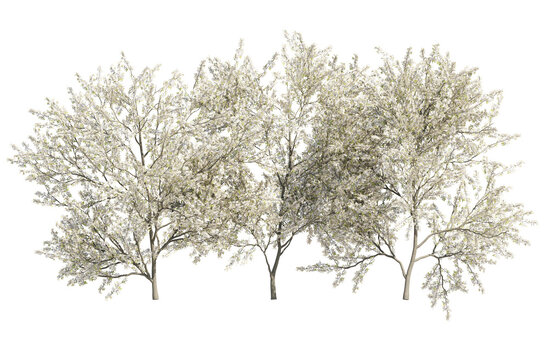 blackthorn bushes isolated on transparant background. 3d rendering