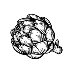 Hand drawn artichoke. Artichoke line art vector illustration