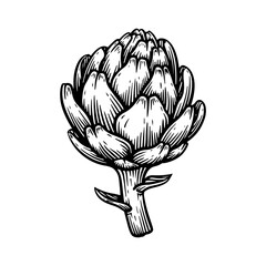 Hand drawn artichoke. Artichoke line art vector illustration
