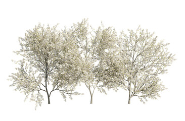 blackthorn bushes isolated on transparant background. 3d rendering