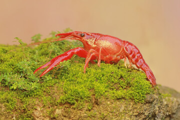 A freshwater crayfish is resting on a mossy rock by the river. This aquatic animal has the scientific name Cherax quadricarinatus.