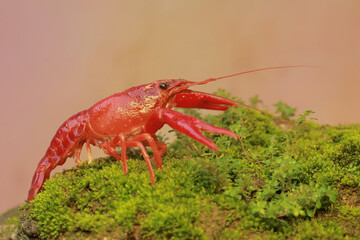 A freshwater crayfish is resting on a mossy rock by the river. This aquatic animal has the scientific name Cherax quadricarinatus.