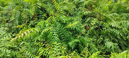 stenochlaena palustris