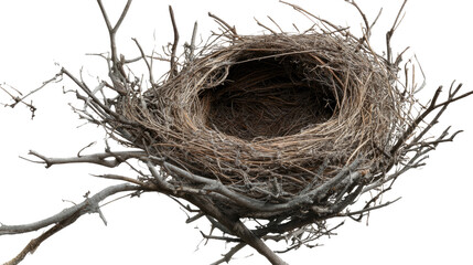 Empty Bird's Nest:  A weathered, empty bird's nest, built with care, sits precariously atop bare branches, a testament to the passage of time and the cycle of nature.  