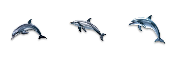 Fototapeta premium Isolated dolphins on transparent background, showcasing their playful nature