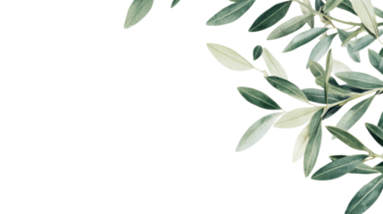 Olive branch on transparent background