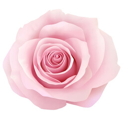 PNG pink rose isolated on white background.transparent no background.Pink red rose PNG.for Valentine's Day.Single Pink rose transparent.