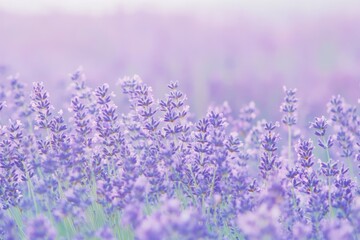 Naklejka premium lavender field in provence france