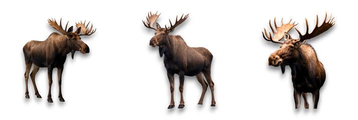 A moose depiction, isolated on a transparent background