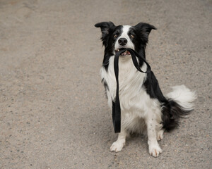 Fototapeta premium Border collie holding leash in mouth outdoors. 