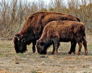 American bison, commonly known as the American buffalo, grazing all through the Caprock Canyons State Park.