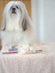 Pile of tangled dog fur after being combed out, with long-haired Shih Tzu in the background.