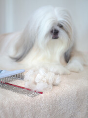 Pile of tangled dog fur after being combed out, with long-haired Shih Tzu in the background.