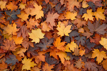 A vibrant carpet of autumn leaves in various shades of orange, yellow, and brown covering the ground