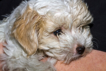 Zehn Wochen alter Mini Bichon Malteser - Kopf Seitenasicht