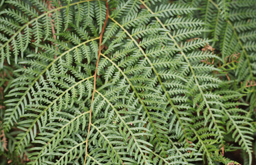Green fern frond abstract close-up textured background