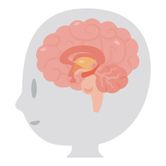 脳の断面図とシンプルな人物の横顔イラスト