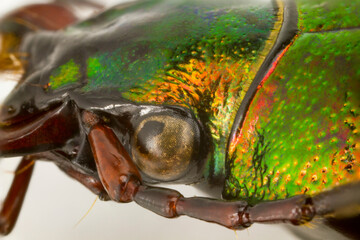 Makro-Aufnahme - Seitenansicht des Kopfes des Goldglänzender Laufkäfer