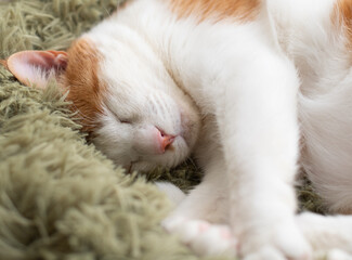  窓辺で眠る可愛い猫　茶トラ白