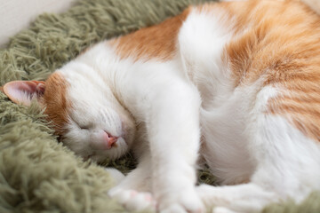  窓辺で眠る可愛い猫　茶トラ白