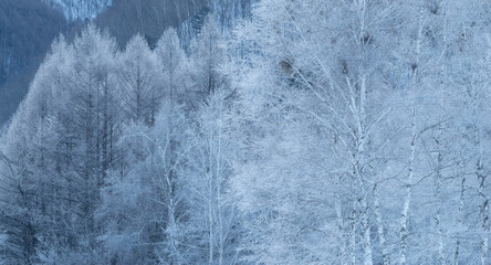 霧氷するシラカバの森